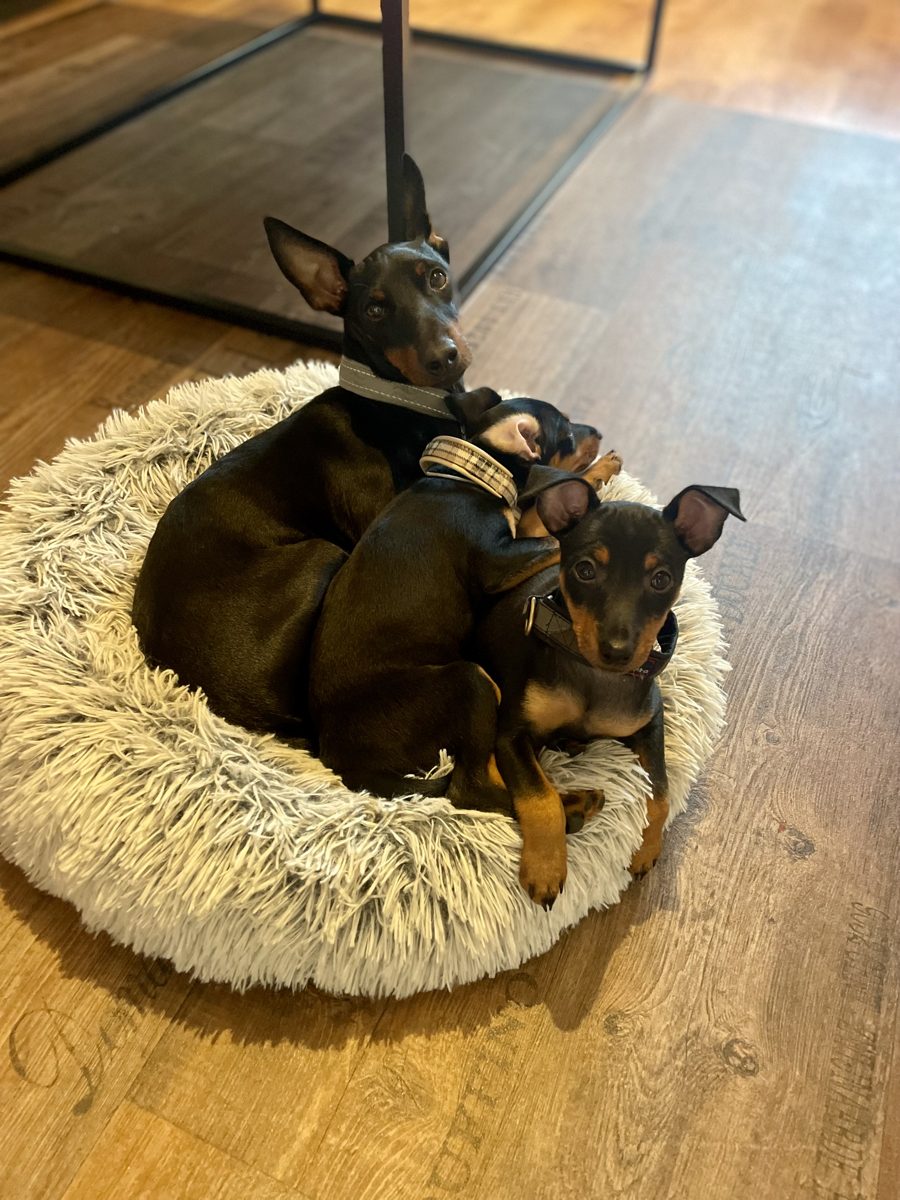 Valpar efter Dixi och Rico, bild 1