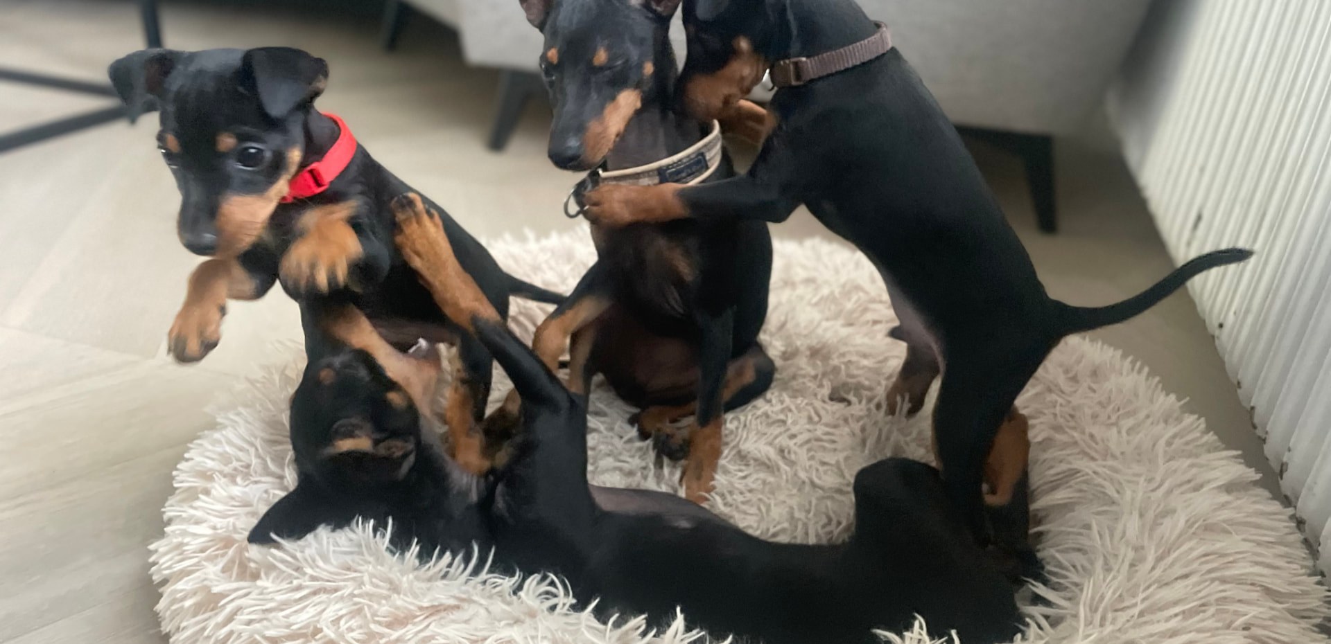 Fyra English Toy Terrier-valpar som leker i valpkorgen