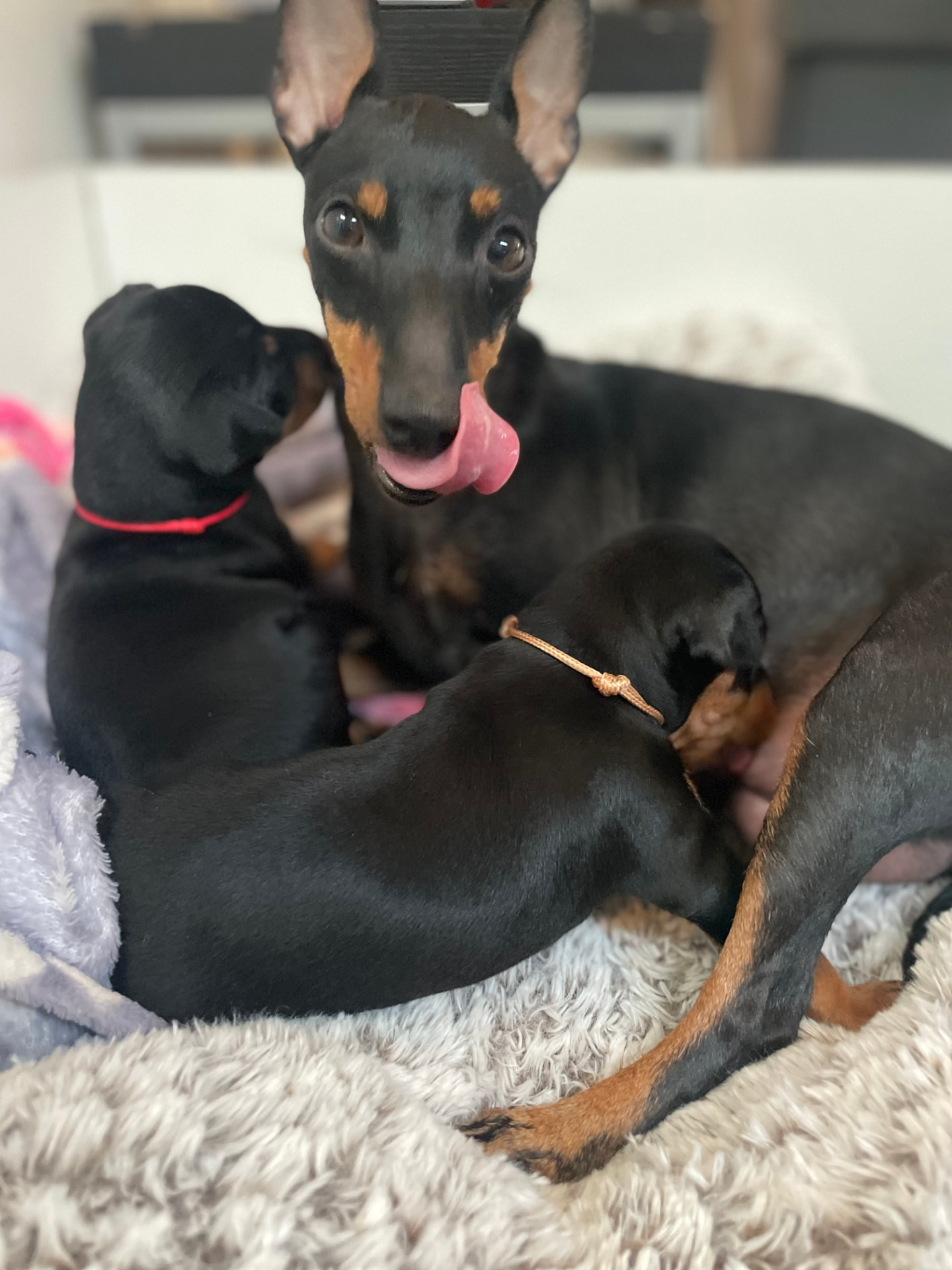 Valpar efter Nikita och Lusi, bild 3