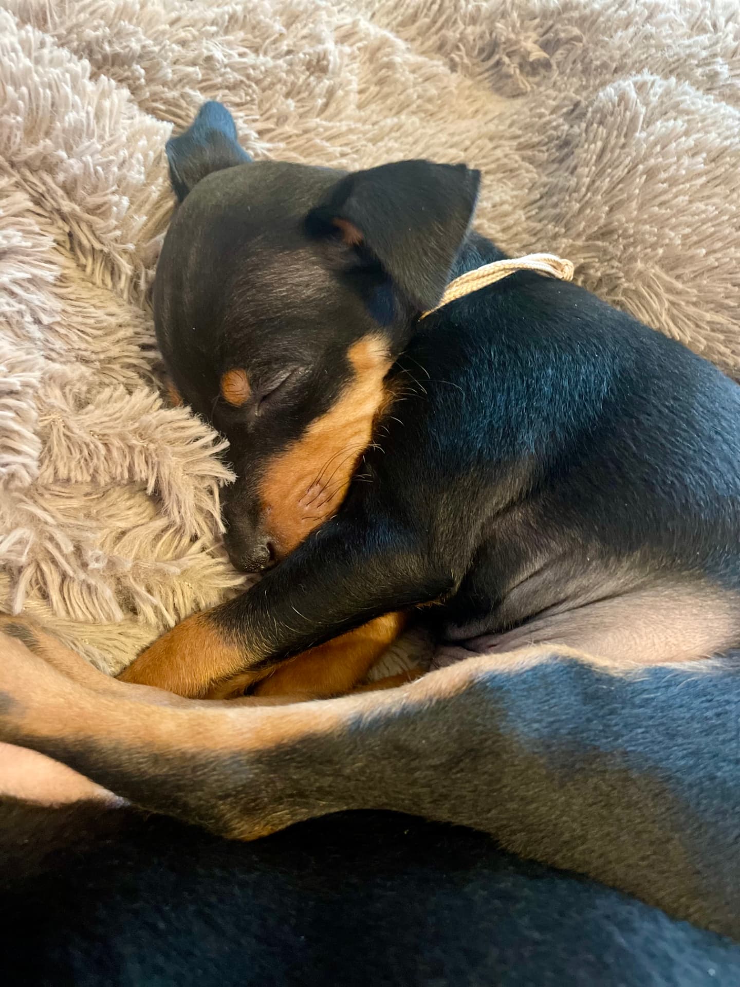 Valpar efter Nikita och Lusi, bild 4