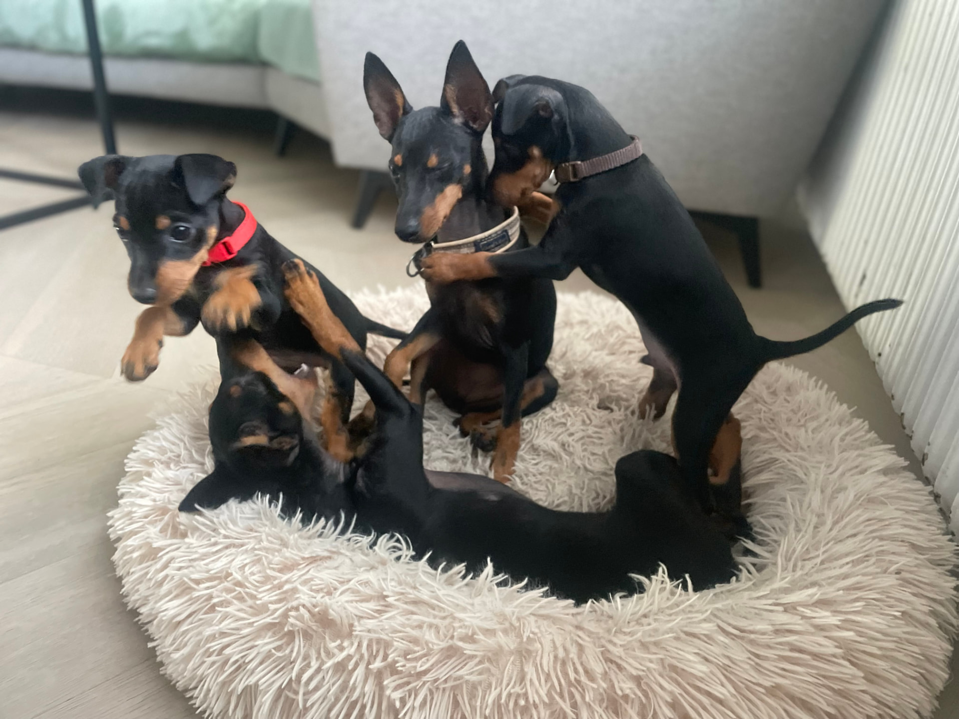 Valpar efter Nikita och Lusi, bild 6