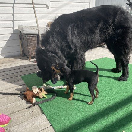 Vi träffar trygga hundar av olika storlekar och typer