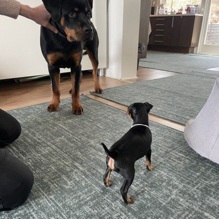 Vi får besök av en stor och snäll hund med sin matte