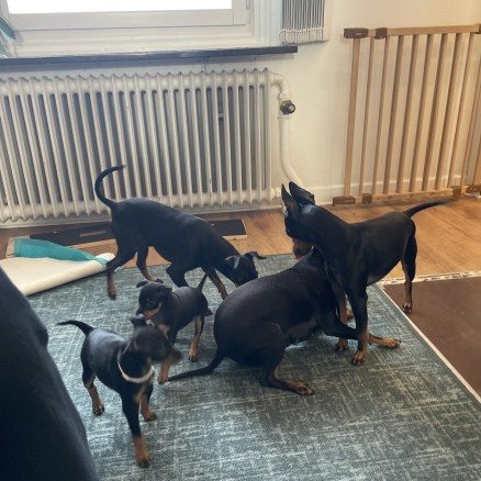 Ibland kommer det kompisar av samma ras och leker en stund
