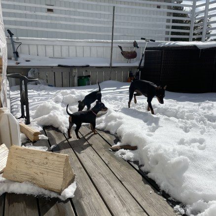 Vi får upptäcka snö med vår flock