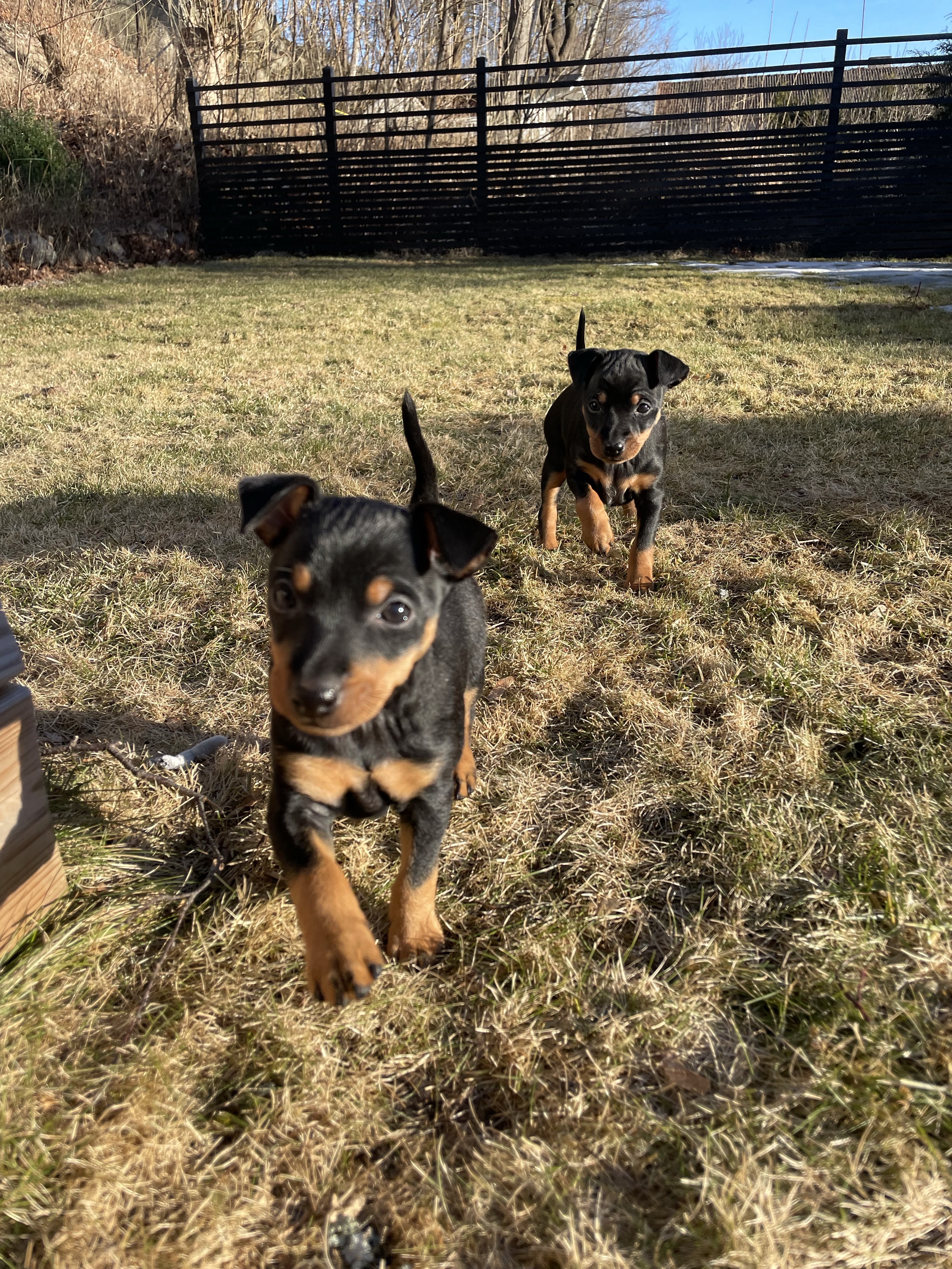 English Toy Terrier valpar kommer springande mot kameran i en trädgård