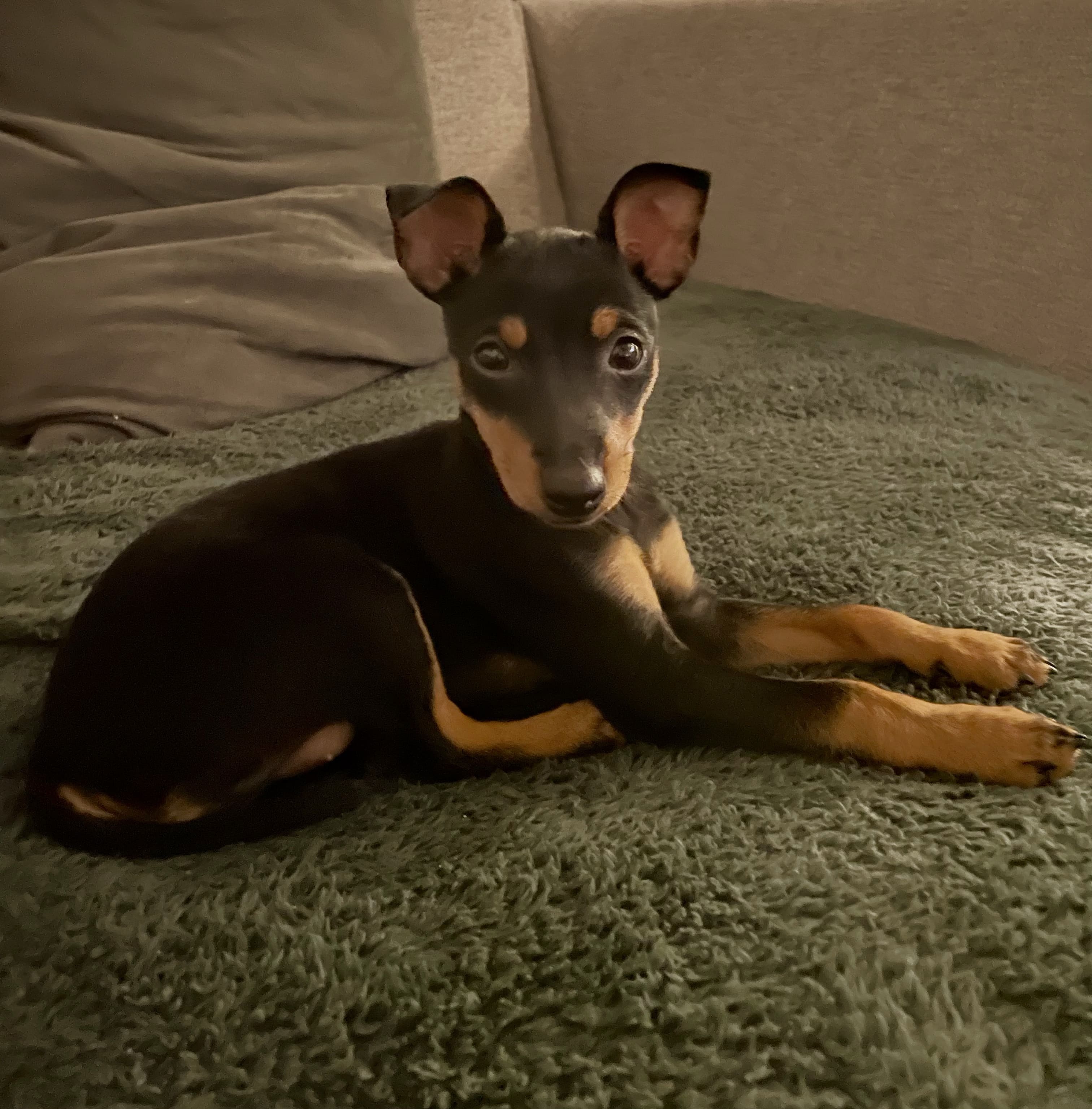 English Toy Terrier valp