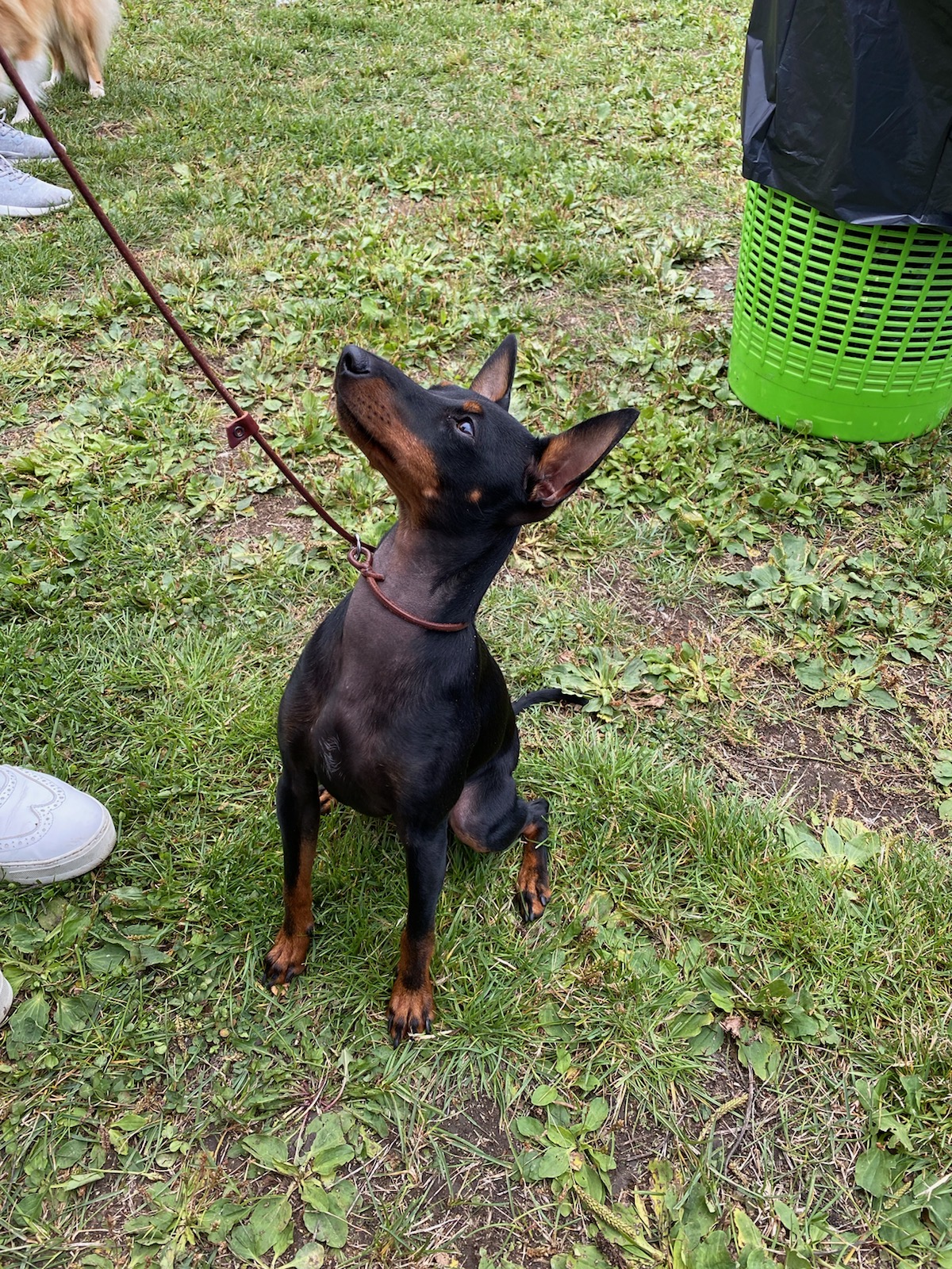 English Toy Terrier våra hundar