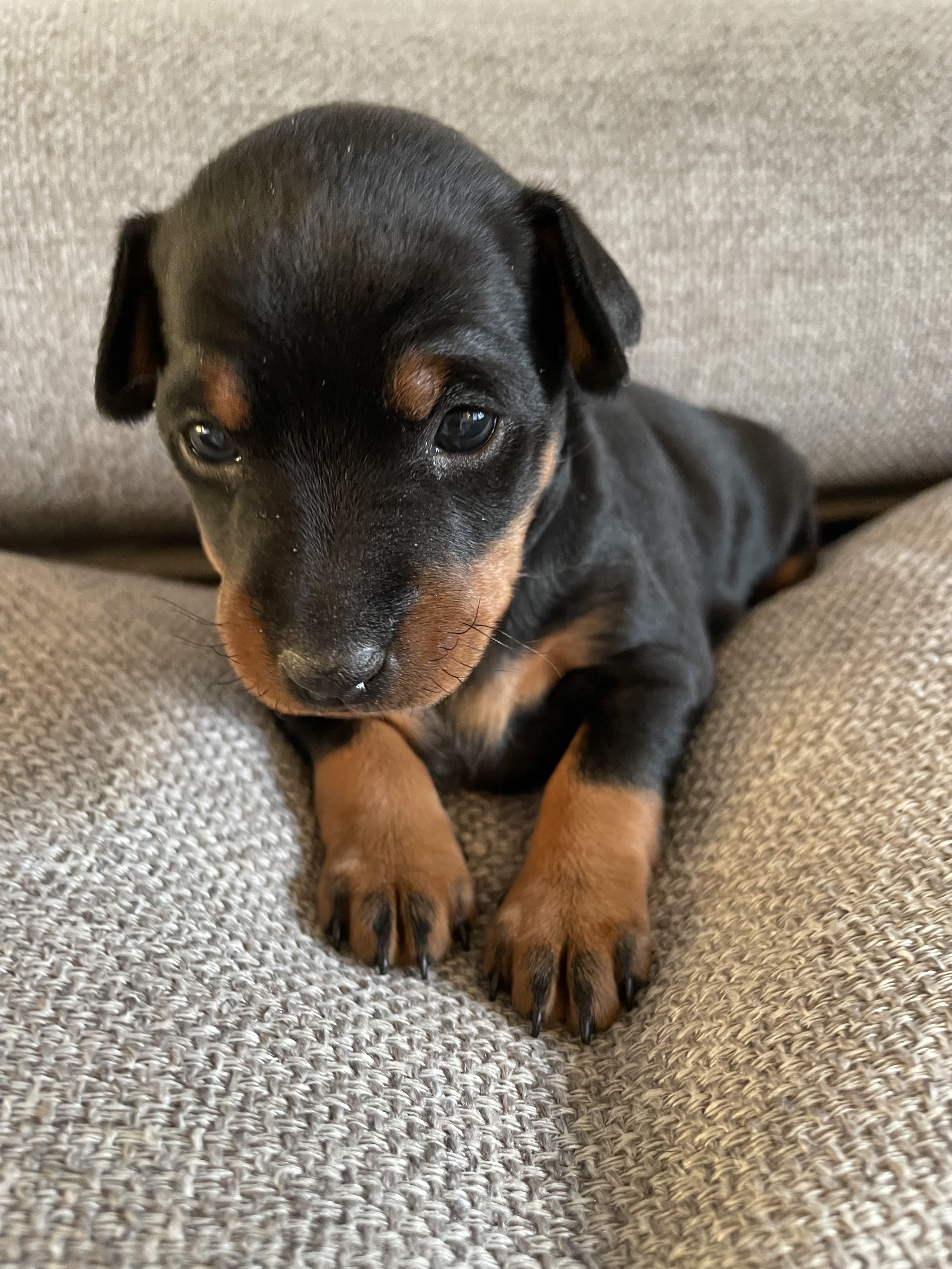 English Toy Terrier våra hundar